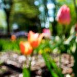 image: Image from the photoset &lsquo;parc (xv)&rsquo;.