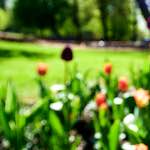 image: Image from the photoset &lsquo;parc (xv)&rsquo;.