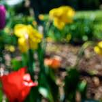 image: Image from the photoset &lsquo;parc (xv)&rsquo;.