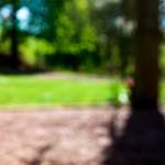 image: Image from the photoset &lsquo;parc (xvi)&rsquo;.
