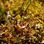 image: Image from the photoset &lsquo;parc (xvi)&rsquo;.