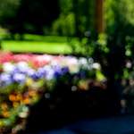 image: Image from the photoset &lsquo;parc (xvi)&rsquo;.