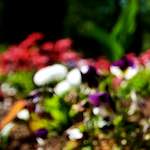 image: Image from the photoset &lsquo;parc (xvi)&rsquo;.