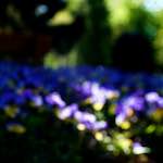 image: Image from the photoset &lsquo;parc (xvi)&rsquo;.