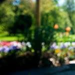 image: Image from the photoset &lsquo;parc (xvi)&rsquo;.
