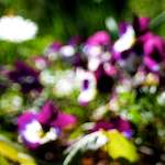 image: Image from the photoset &lsquo;parc (xvi)&rsquo;.
