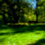 image: Image from the photoset &lsquo;parc (xvi)&rsquo;.