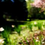 image: Image from the photoset &lsquo;parc (xvii)&rsquo;.