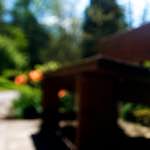 image: Image from the photoset &lsquo;parc (xvii)&rsquo;.