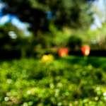 image: Image from the photoset &lsquo;parc (xvii)&rsquo;.