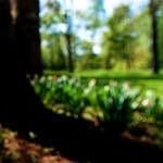 image: Image from the photoset &lsquo;parc (xvii)&rsquo;.