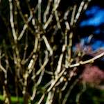 image: Image from the photoset &lsquo;parc (xvii)&rsquo;.