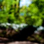 image: Image from the photoset &lsquo;parc (xvii)&rsquo;.
