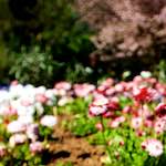 image: Image from the photoset &lsquo;parc (xvii)&rsquo;.