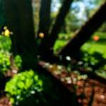 image: Image from the photoset &lsquo;parc (xvii)&rsquo;.