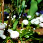 image: Image from the photoset &lsquo;parc (xvii)&rsquo;.