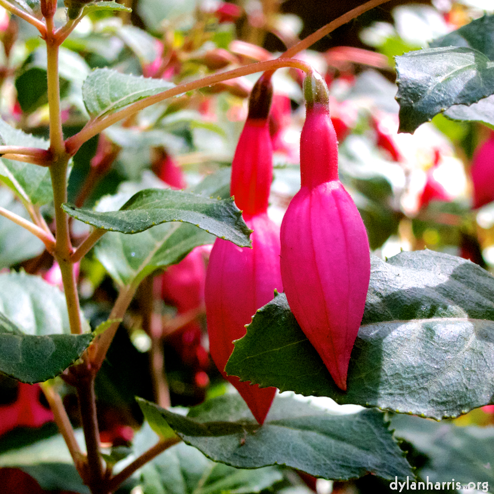 image: This is &lsquo;flower (iii) 3&rsquo;.