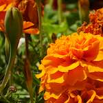 image: Image from the photoset &lsquo;flower (iii)&rsquo;.