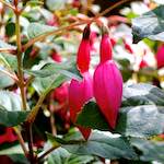 image: Image from the photoset &lsquo;flower (iii)&rsquo;.