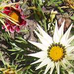 image: Image from the photoset &lsquo;flower (iii)&rsquo;.