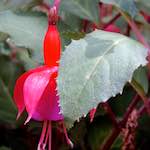 image: Image from the photoset &lsquo;flower (iii)&rsquo;.