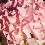 image: Image from the photoset &lsquo;escher blummen (xcv)&rsquo;.