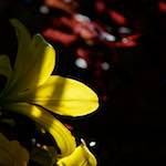 image: Image from the photoset &lsquo;escher blummen (xcvi)&rsquo;.
