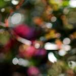 image: Image from the photoset &lsquo;escher blummen (cii)&rsquo;.