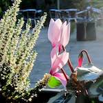 image: Image from the photoset &lsquo;flower (xix)&rsquo;.