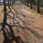 image: Image from the photoset &lsquo;parc (xxiii)&rsquo;.