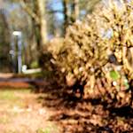 image: Image from the photoset &lsquo;parc (xxiii)&rsquo;.