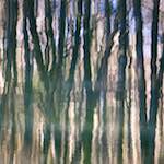 image: Image from the photoset &lsquo;wood (xxxii)&rsquo;.