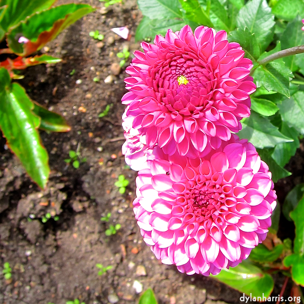 image: This is &lsquo;escher blummen (ciii) 3&rsquo;.