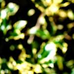 image: Image from the photoset &lsquo;parc (xxxix)&rsquo;.