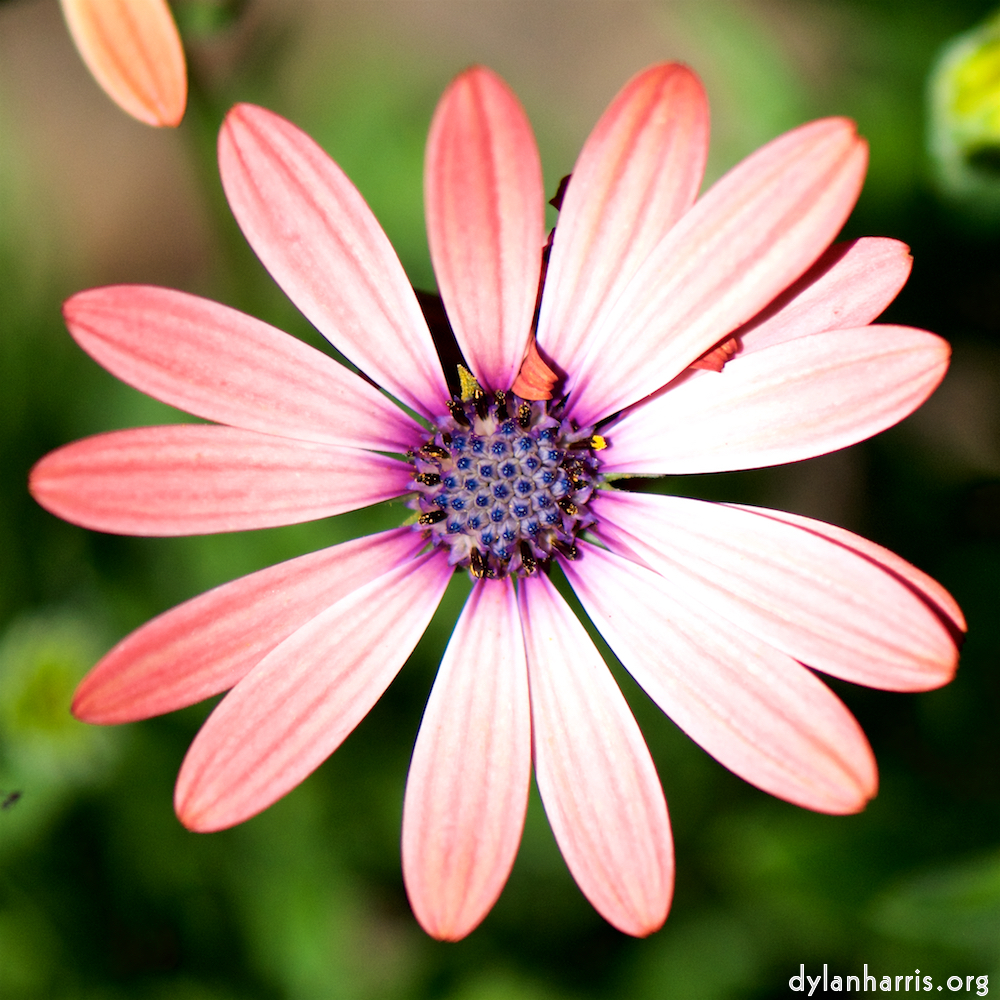 image: Dit is &lsquo;escher bloemen (cxxxvi) 7&rsquo;.