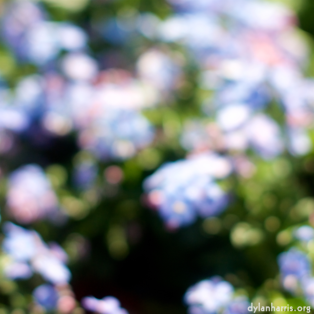 image: This is &lsquo;flower (xi) 1&rsquo;.