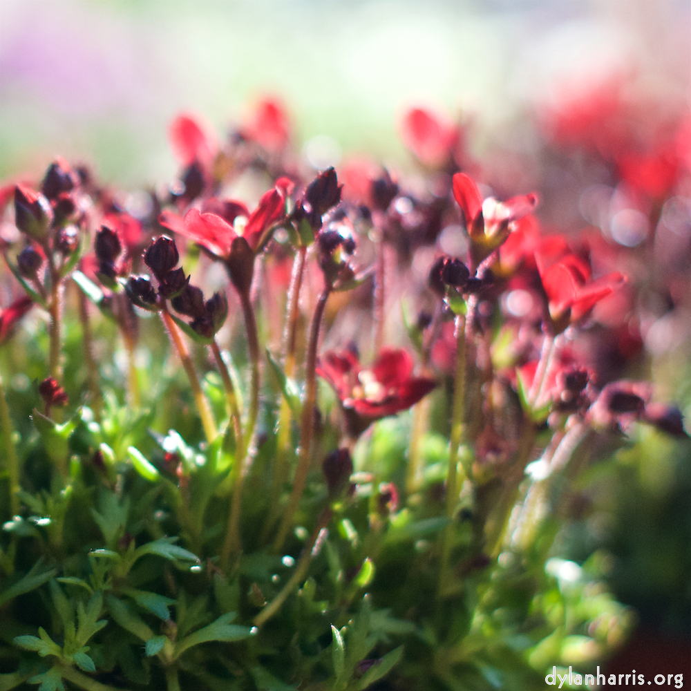 image: This is &lsquo;flower (xi) 2&rsquo;.
