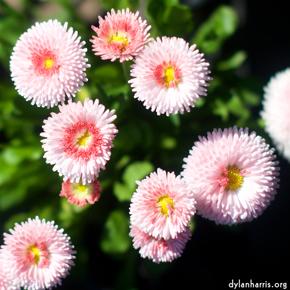 image: This is &lsquo;flower (xi) 3&rsquo;.