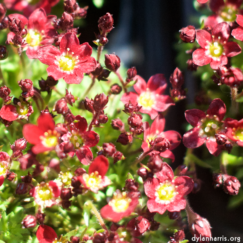 image: This is &lsquo;flower (xi) 5&rsquo;.