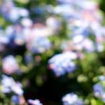image: Image from the photoset &lsquo;flower (xi)&rsquo;.