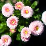 image: Image from the photoset &lsquo;flower (xi)&rsquo;.