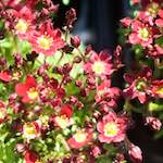 image: Image from the photoset &lsquo;flower (xi)&rsquo;.