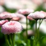 image: Image from the photoset &lsquo;flower (xi)&rsquo;.