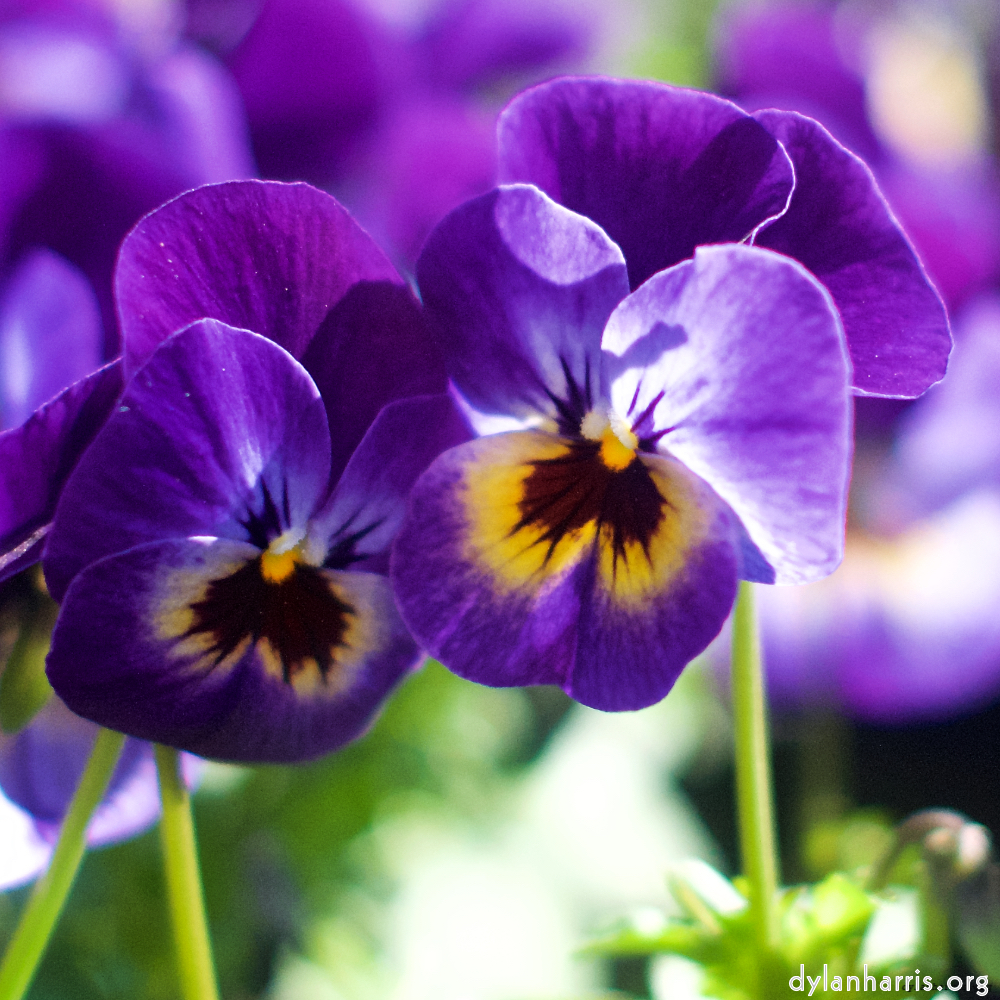image: This is &lsquo;flower (xii) 5&rsquo;.