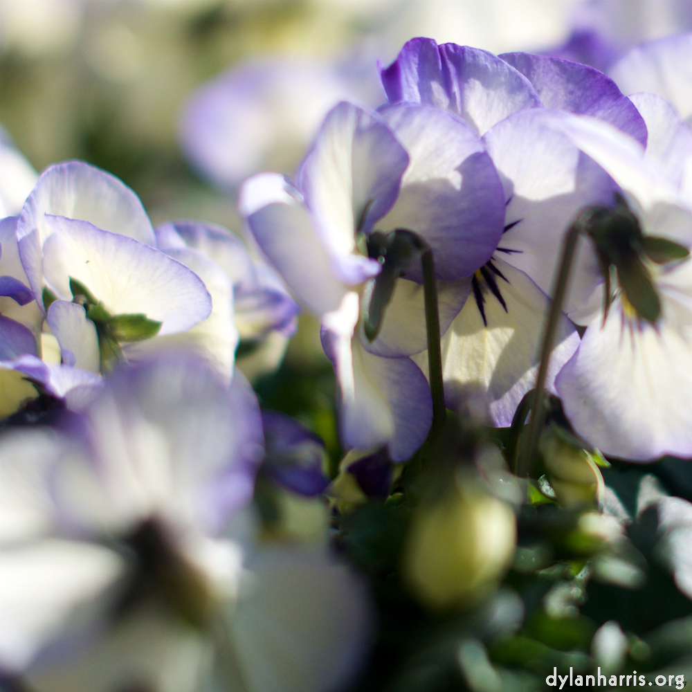 image: This is &lsquo;flower (xii) 6&rsquo;.