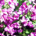 image: Image from the photoset &lsquo;flower (xii)&rsquo;.