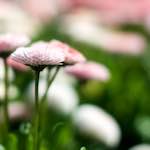 image: Image from the photoset &lsquo;flower (xii)&rsquo;.