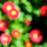 image: Image from the photoset &lsquo;flower (xii)&rsquo;.