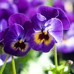 image: Image from the photoset &lsquo;flower (xii)&rsquo;.