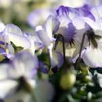 image: Image from the photoset &lsquo;flower (xii)&rsquo;.